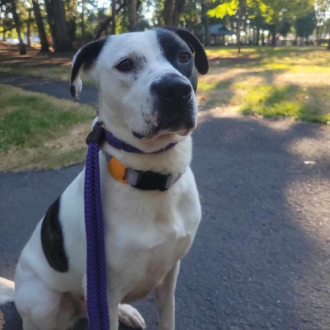 Buckles, an adoptable Pit Bull Terrier, Mixed Breed in Bend, OR, 97702 | Photo Image 3