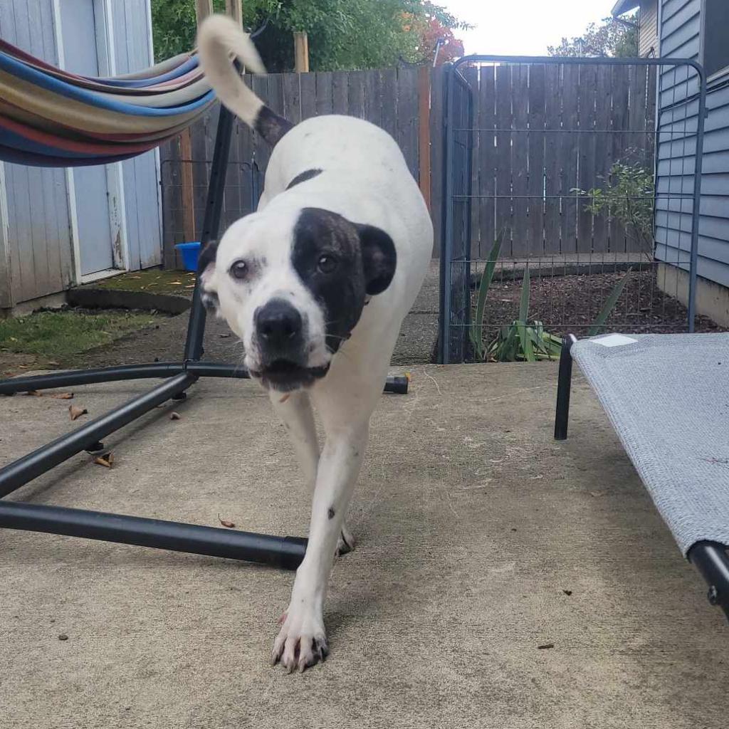 Buckles, an adoptable Pit Bull Terrier, Mixed Breed in Bend, OR, 97702 | Photo Image 3