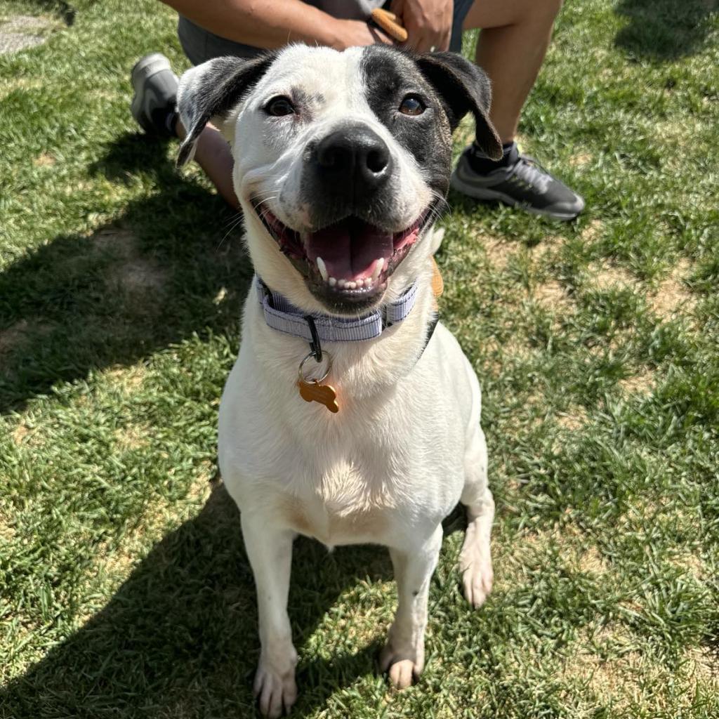 Buckles, an adoptable Pit Bull Terrier, Mixed Breed in Bend, OR, 97702 | Photo Image 4