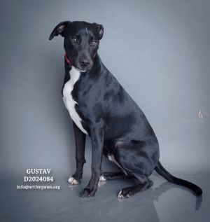 Gustav