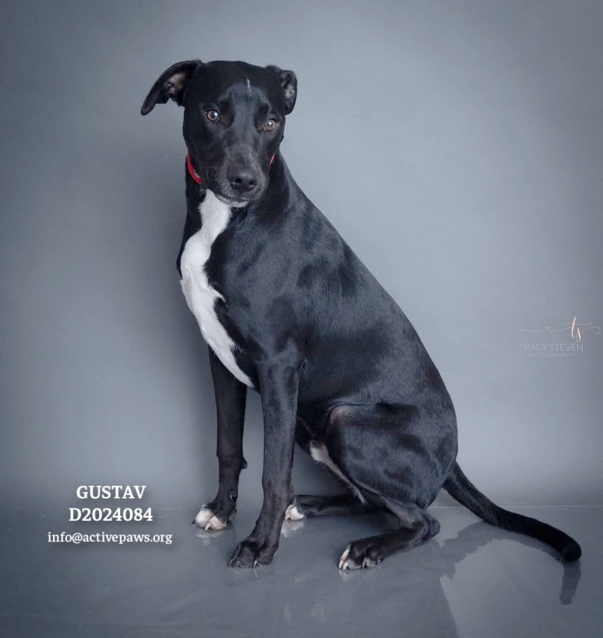 Gustav