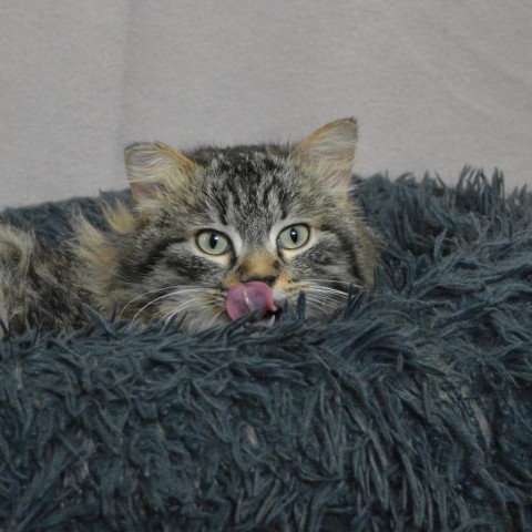 Yeti, an adoptable Domestic Long Hair, Domestic Short Hair in North Battleford, SK, S9A 2M7 | Photo Image 1