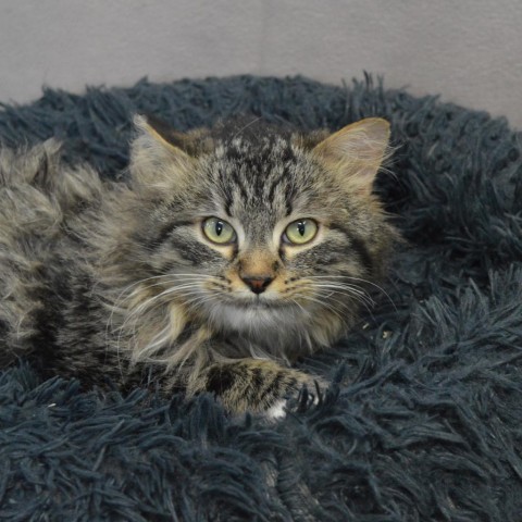 Yeti, an adoptable Domestic Long Hair, Domestic Short Hair in North Battleford, SK, S9A 2M7 | Photo Image 2