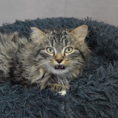 Yeti, an adoptable Domestic Long Hair, Domestic Short Hair in North Battleford, SK, S9A 2M7 | Photo Image 3