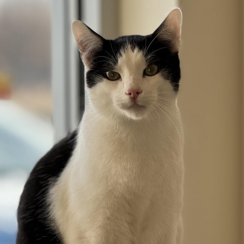 Zeppelin, an adoptable Domestic Short Hair in Cody, WY, 82414 | Photo Image 1