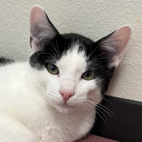 Zeppelin, an adoptable Domestic Short Hair in Cody, WY, 82414 | Photo Image 2