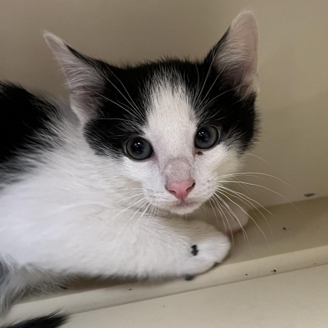 Zeppelin, an adoptable Domestic Short Hair in Cody, WY, 82414 | Photo Image 2