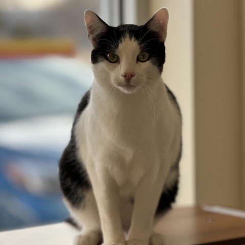 Zeppelin, an adoptable Domestic Short Hair in Cody, WY, 82414 | Photo Image 3