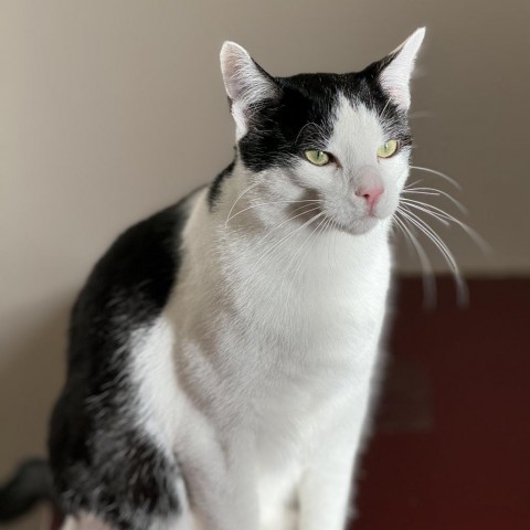 Zeppelin, an adoptable Domestic Short Hair in Cody, WY, 82414 | Photo Image 4