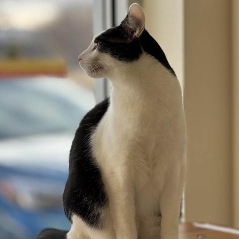 Zeppelin, an adoptable Domestic Short Hair in Cody, WY, 82414 | Photo Image 5