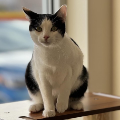 Zeppelin, an adoptable Domestic Short Hair in Cody, WY, 82414 | Photo Image 6