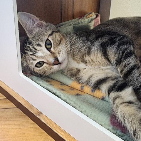 Topaz, an adoptable Domestic Short Hair in Cody, WY, 82414 | Photo Image 1