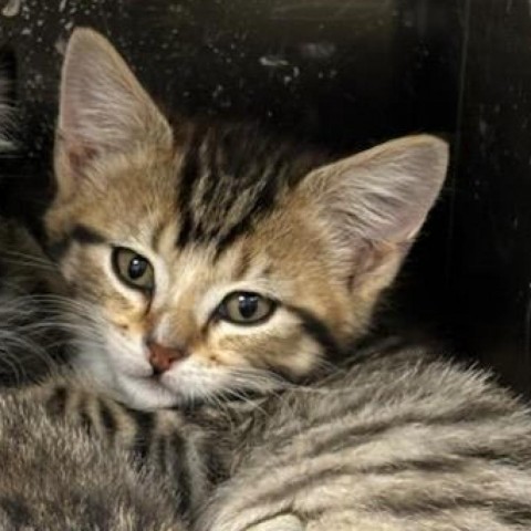 Topaz, an adoptable Domestic Short Hair in Cody, WY, 82414 | Photo Image 2