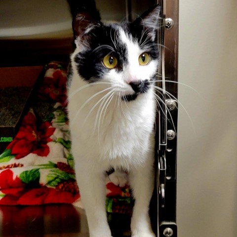 Olive, an adoptable Domestic Short Hair in Cody, WY, 82414 | Photo Image 1