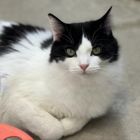 Snap Pea, an adoptable Domestic Long Hair in Cody, WY, 82414 | Photo Image 1