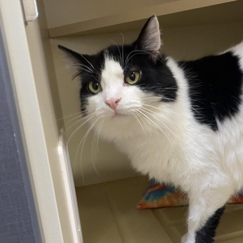 Snap Pea, an adoptable Domestic Long Hair in Cody, WY, 82414 | Photo Image 2