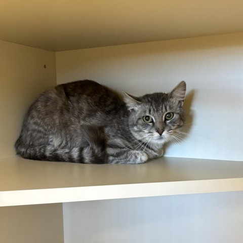 Oliver, an adoptable Domestic Short Hair in Cody, WY, 82414 | Photo Image 1