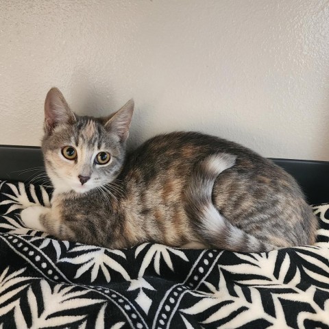 Jewel, an adoptable Domestic Medium Hair in Cody, WY, 82414 | Photo Image 1