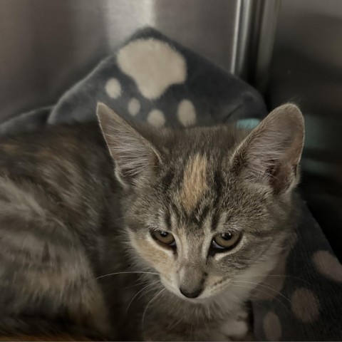 Jewel, an adoptable Domestic Medium Hair in Cody, WY, 82414 | Photo Image 2