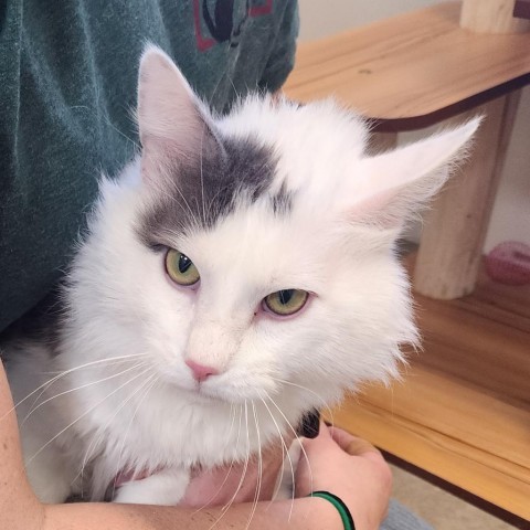 Fuzzball, an adoptable Domestic Long Hair in Cody, WY, 82414 | Photo Image 1