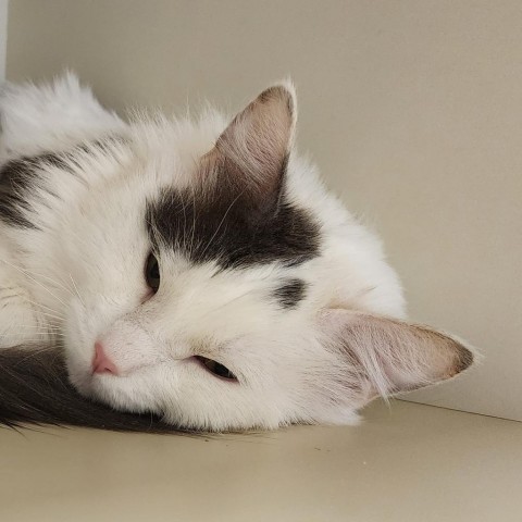 Fuzzball, an adoptable Domestic Long Hair in Cody, WY, 82414 | Photo Image 2