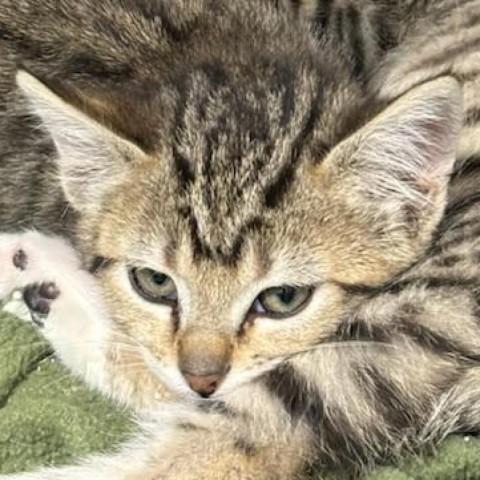 Diamond, an adoptable Domestic Short Hair in Cody, WY, 82414 | Photo Image 2