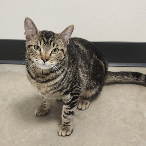 Stolas, an adoptable Domestic Short Hair in Cody, WY, 82414 | Photo Image 1