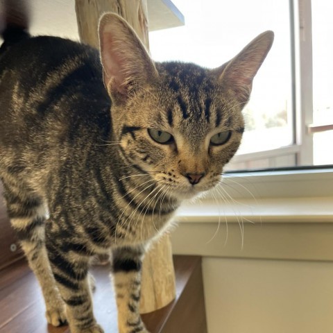 Stolas, an adoptable Domestic Short Hair in Cody, WY, 82414 | Photo Image 2