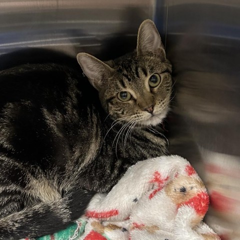 Stolas, an adoptable Domestic Short Hair in Cody, WY, 82414 | Photo Image 2