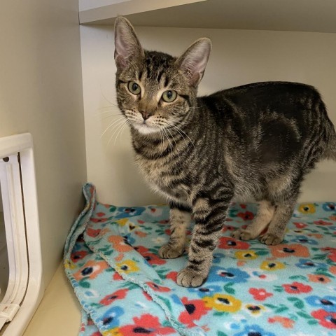 Stolas, an adoptable Domestic Short Hair in Cody, WY, 82414 | Photo Image 3