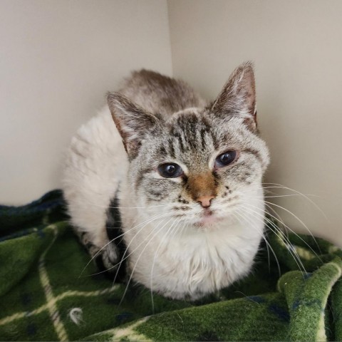 Elaine, an adoptable Siamese in Cody, WY, 82414 | Photo Image 1