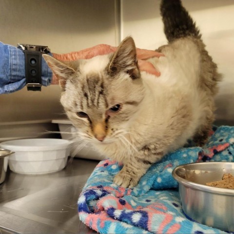 Elaine, an adoptable Siamese in Cody, WY, 82414 | Photo Image 2