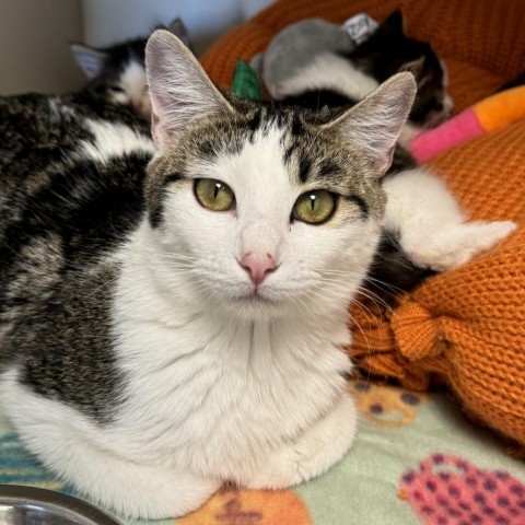 Freya, an adoptable Domestic Short Hair in Cody, WY, 82414 | Photo Image 1