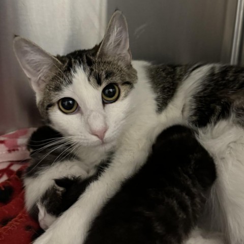 Freya, an adoptable Domestic Short Hair in Cody, WY, 82414 | Photo Image 2