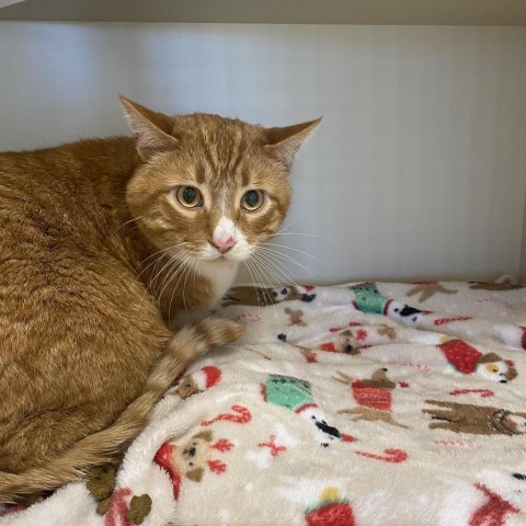 Desmond, an adoptable Domestic Short Hair in Cody, WY, 82414 | Photo Image 2