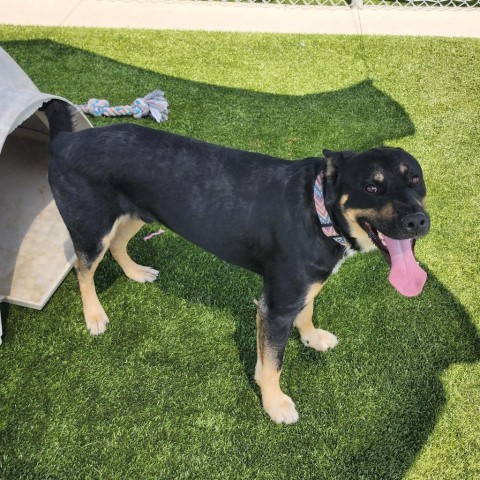 Legion, an adoptable German Shepherd Dog, Rottweiler in Cody, WY, 82414 | Photo Image 1