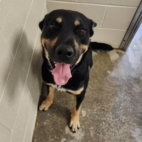 Legion, an adoptable German Shepherd Dog, Rottweiler in Cody, WY, 82414 | Photo Image 2