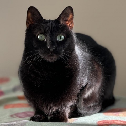 Quinoa, an adoptable Domestic Short Hair in Cody, WY, 82414 | Photo Image 1