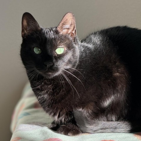 Quinoa, an adoptable Domestic Short Hair in Cody, WY, 82414 | Photo Image 2