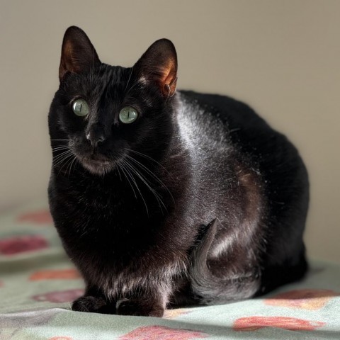 Quinoa, an adoptable Domestic Short Hair in Cody, WY, 82414 | Photo Image 3