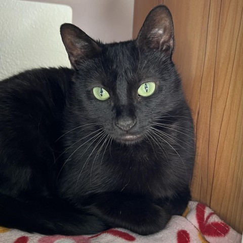 Quinoa, an adoptable Domestic Short Hair in Cody, WY, 82414 | Photo Image 5