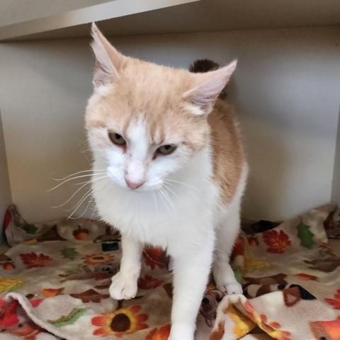 Jude, an adoptable Domestic Short Hair in Cody, WY, 82414 | Photo Image 1