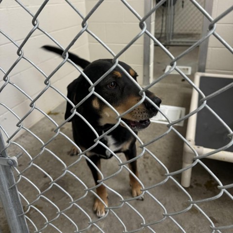 Royal, an adoptable Mountain Cur in Cody, WY, 82414 | Photo Image 2