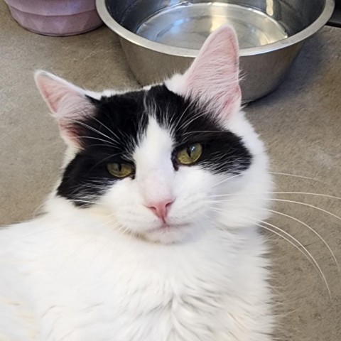 Onyx, an adoptable Domestic Short Hair in Cody, WY, 82414 | Photo Image 1