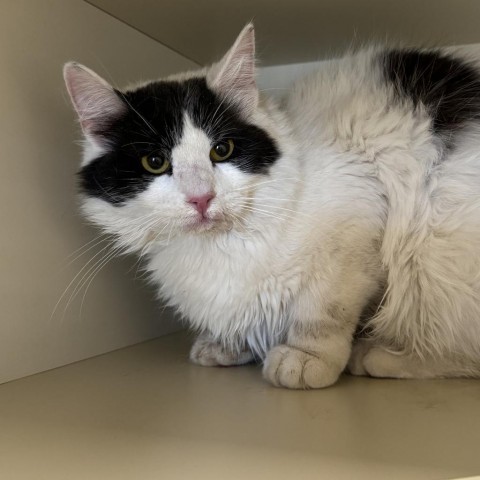 Onyx, an adoptable Domestic Short Hair in Cody, WY, 82414 | Photo Image 2