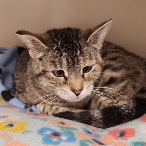 Kiwi, an adoptable Domestic Short Hair in Cody, WY, 82414 | Photo Image 1