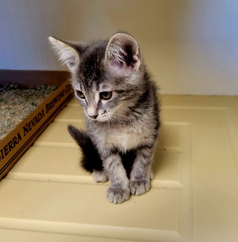 Mable, an adoptable Domestic Short Hair in Cody, WY, 82414 | Photo Image 1