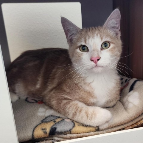 Jazz, an adoptable Domestic Medium Hair in Cody, WY, 82414 | Photo Image 1