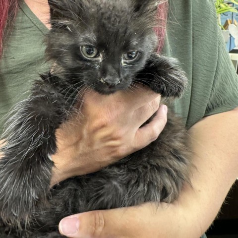 Ciradolf, an adoptable Domestic Long Hair in Cody, WY, 82414 | Photo Image 1