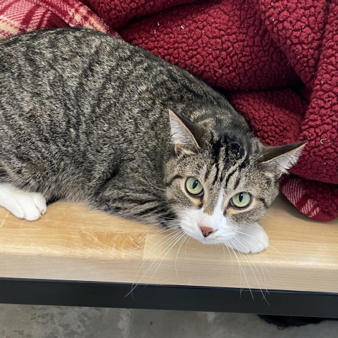 Teddy, an adoptable Domestic Short Hair in Cody, WY, 82414 | Photo Image 1